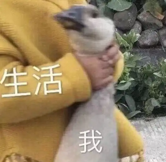 实惨美国真实菜价曝光costco限购卫生纸华人吐槽不活了