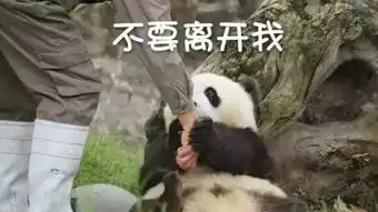 她是现实版白浅,一家5口都是超级明星
