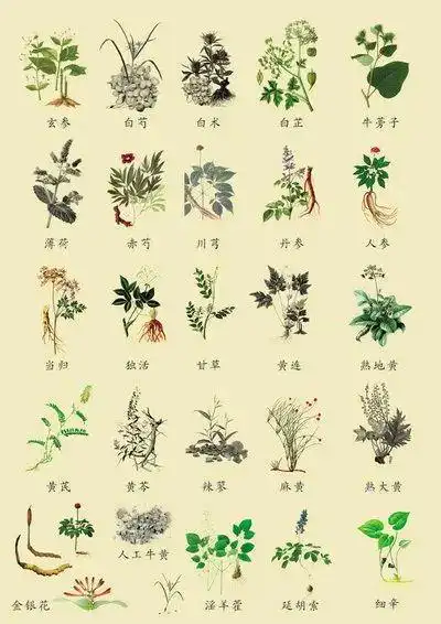第十期百草女医苏婉
