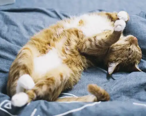 猫咪最不喜欢的这10件事,有的主人却天天都在做
