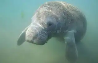 生物关于海牛的15个冷知识
