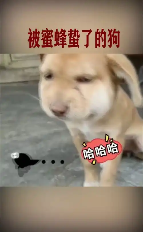 哈哈哈哈,被蜜蜂蛰了的狗子,也太好笑了吧,就像一只兔子
