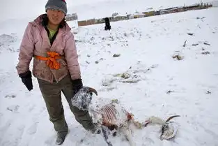 全球最寒冷的国家与我国相邻,到处是冻死的牲畜,人住下水道取暖
