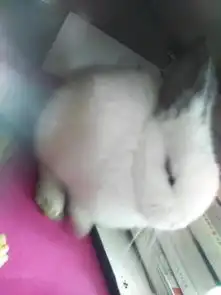 小兔子吃含防腐剂食品会有事嘛
