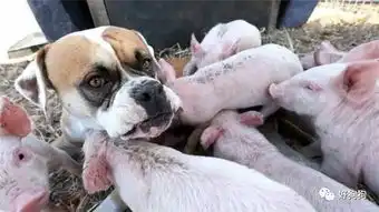 这只母爱泛滥的拳师犬,非要当8只小猪崽的麻麻
