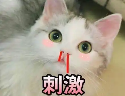 猫咪斗图表情
