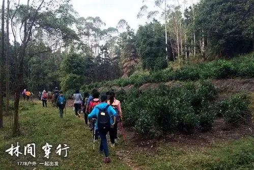 已成团2月4日周日穿越高明茶山品美味走地鸡
