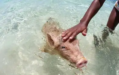 巴哈马群岛游泳猪蹿红网络会下水冲浪向游客讨食高清组图
