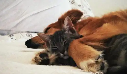 6个月小猫带大狗狗上床睡觉,主人只能睡地上了
