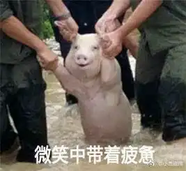 台风猪表情包大全下载台风猪表情包高清套图极光下载站
