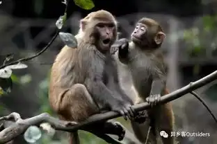 人类成功的秘密
