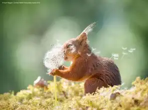 动物看了想打人2019年最搞笑的动物照片全在这了,哈哈哈哈哈哈哈哈哈
