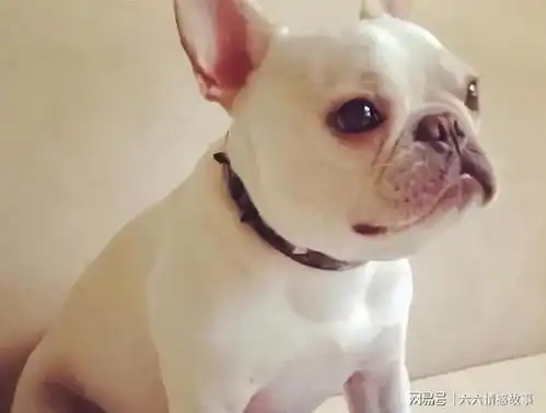 法斗犬这6个动作,其实是在跟你说对不起
