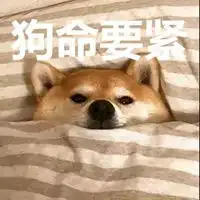 狗命要紧表情包