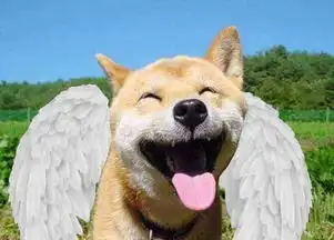 ︿这份表情包已寄往天堂︿
