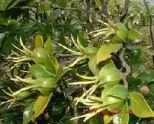 这是什么植物
