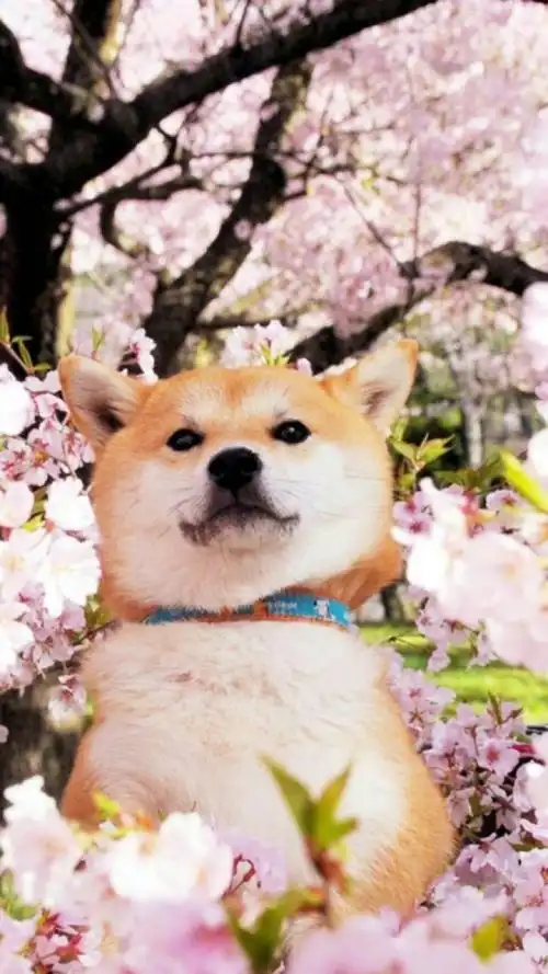 狗狗该如何减肥,柴犬犬舍哪家好,柴犬多少钱一只,柴犬哪里买好,柴犬宠物课堂
