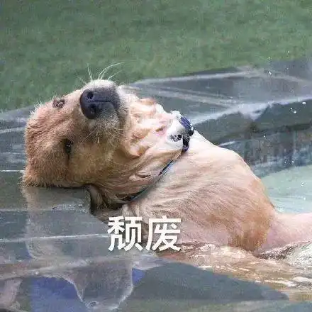 快来围观当你不在家的时候,狗狗都在干这些事情