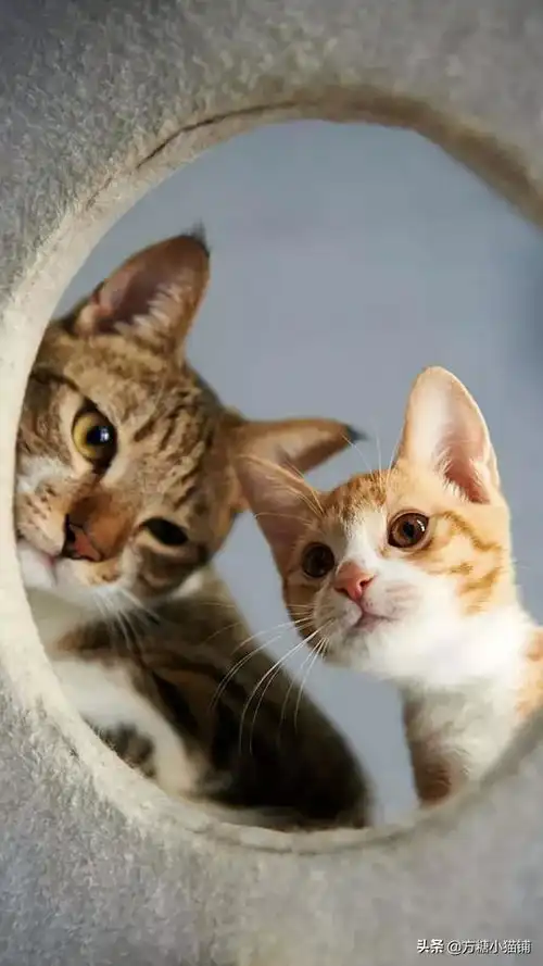 如何科学的教训小猫咪,才能让他不记恨你
