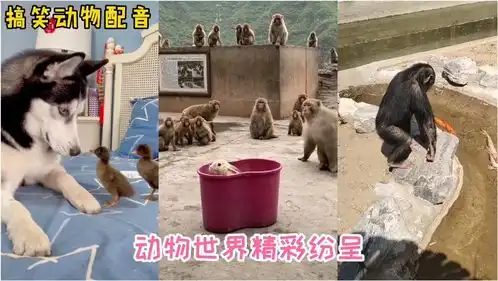 爆笑动物谁更沙雕,是大灰狼叔叔还是猴子们
