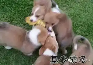 这是一组基情十足的狗狗表情包
