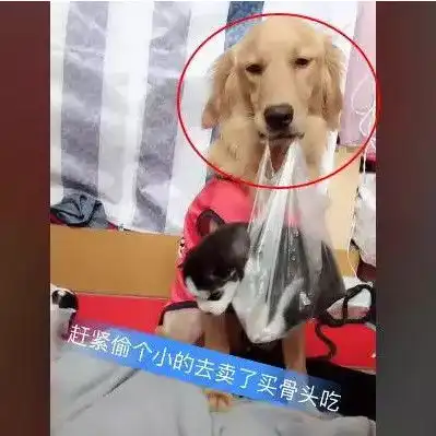 金毛趁二哈妈妈不在,偷了小二哈卖了换大骨头吃,网友笑了
