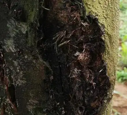 一起来看看几种常见的森林病虫害吧
