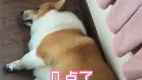 家里只有一只狗子的孤单,还好,陪它玩一会它就累得倒头就睡了
