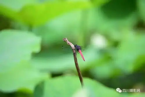 弋和友小荷才露尖尖角早有蜻蜓立上头
