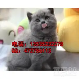 专业饲养英短蓝猫包子脸表情呆萌-黄页88网