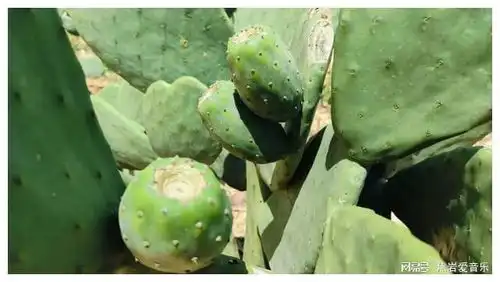 稀奇砚山带刺果变身摇钱果

