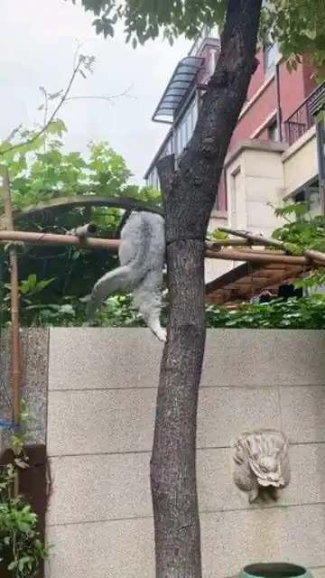 能爬树就不错了,还想爬杆
