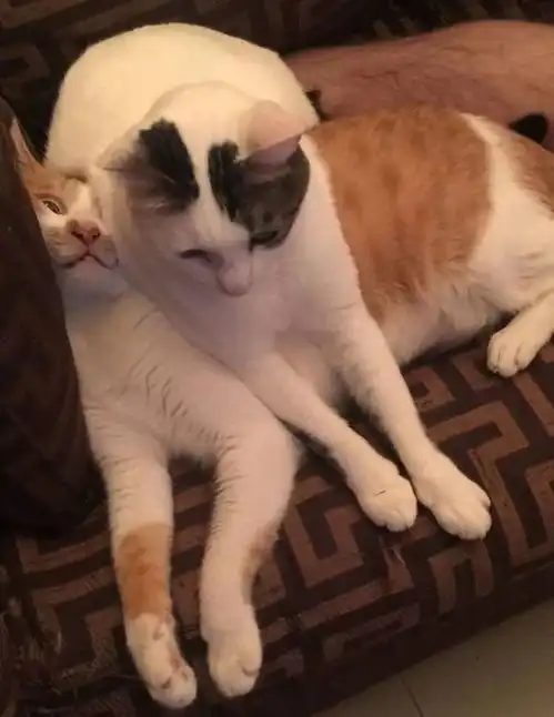 家里如果养两只猫,你就能收获这些有趣沙雕画面
