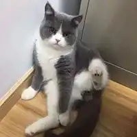 英短头像蓝白英短猫咪头像