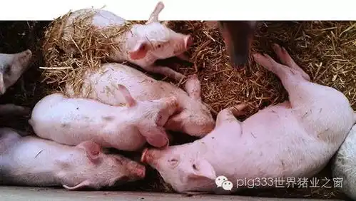 保育猪和育肥前期猪的沙门氏菌和圆环病毒2型pcv2相关疾病
