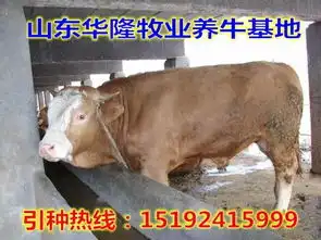 启东肉牛价格表
