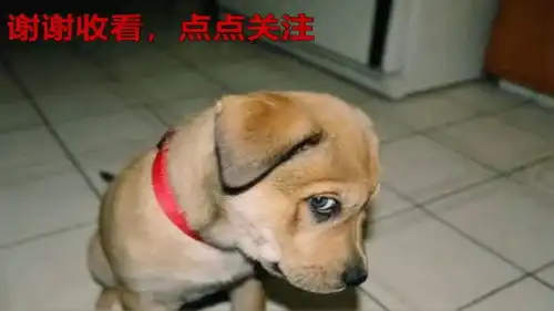 海豹握着我的豹枕,最有安全感
