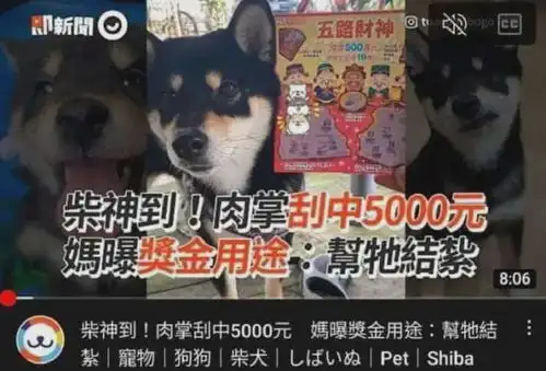 狗狗搞笑新闻合集来袭令人捧腹的狗生精彩瞬间
