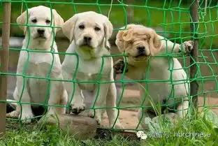 你是新媒体时代的多面手吗
