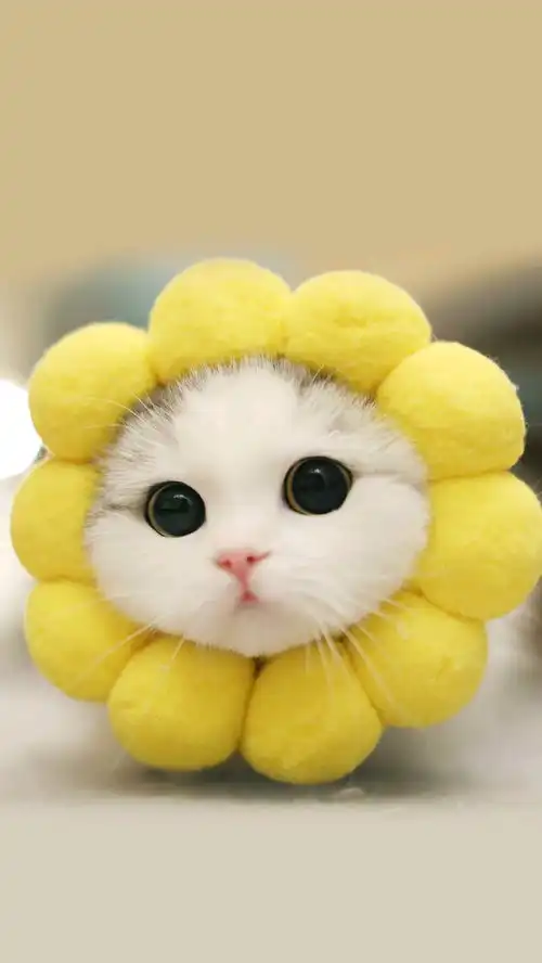 小花
