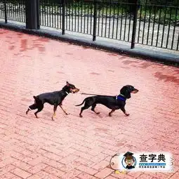 狗遛狗搞笑图片

