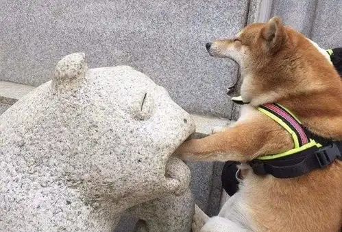 点击就看身处食物链顶端的猫猫
