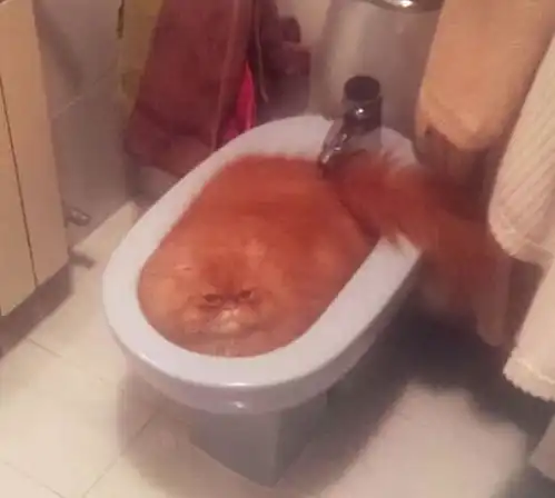 25张猫咪的搞笑图片没错我就是来骗你们养猫的
