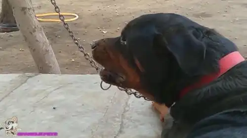 愤怒的斗牛犬,主人对它做了什么狗狗总是这幅表情
