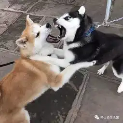 哈士奇跟柴犬怼上了,看着这两货的表情能笑一整天
