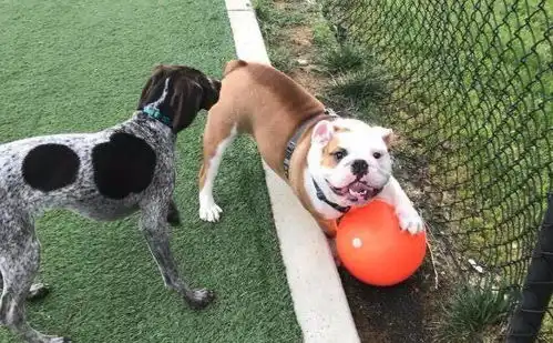 斗牛犬表情包主人