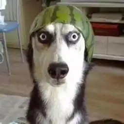 世界上有一种差别叫做,你家养了只柴犬,而我家养的是哈士奇
