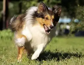 狗狗智商排行大全前十名,你家爱犬上榜了吗
