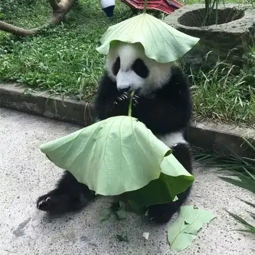 熊猫宝宝认真准备礼物,饲养员和自己各有一份,熊猫环保遮阳帽
