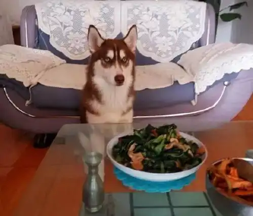 累成狗的汪星人谁再说劳资是主子,我就跟谁急
